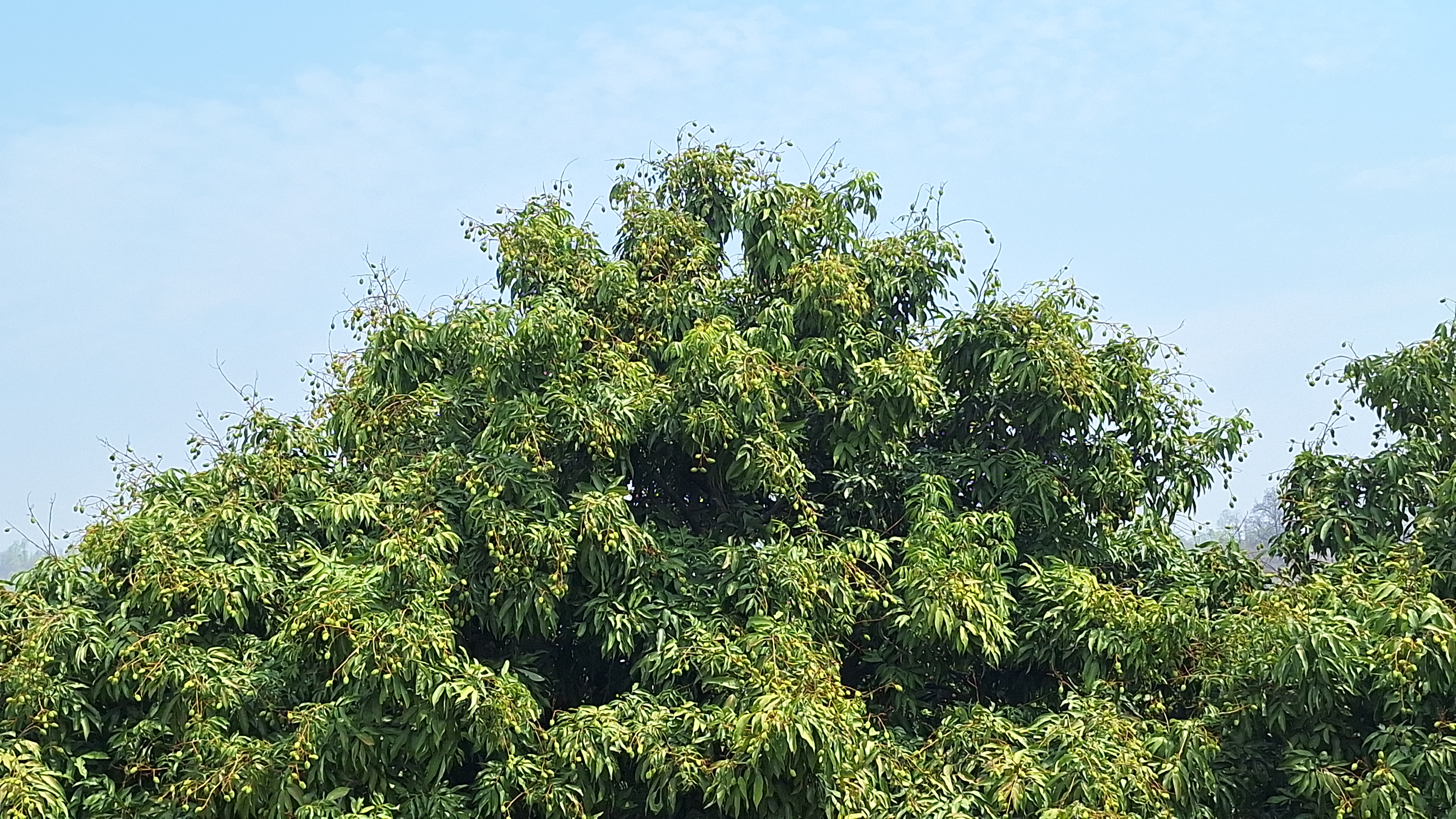 Ramnagar Litchi