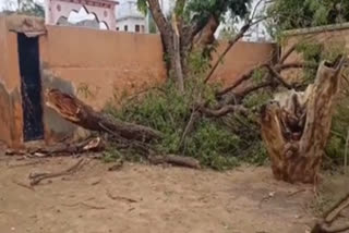 tree fell on a school near Didwana