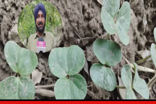 Cotton crop damaged in villages near Bathinda due to rain