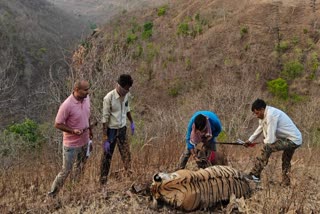 SHAHPUR TIGER KILLERS