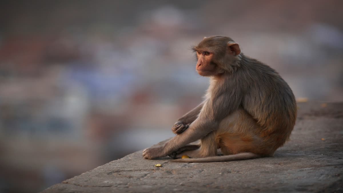 Villagers buried monkey in Burhanpur