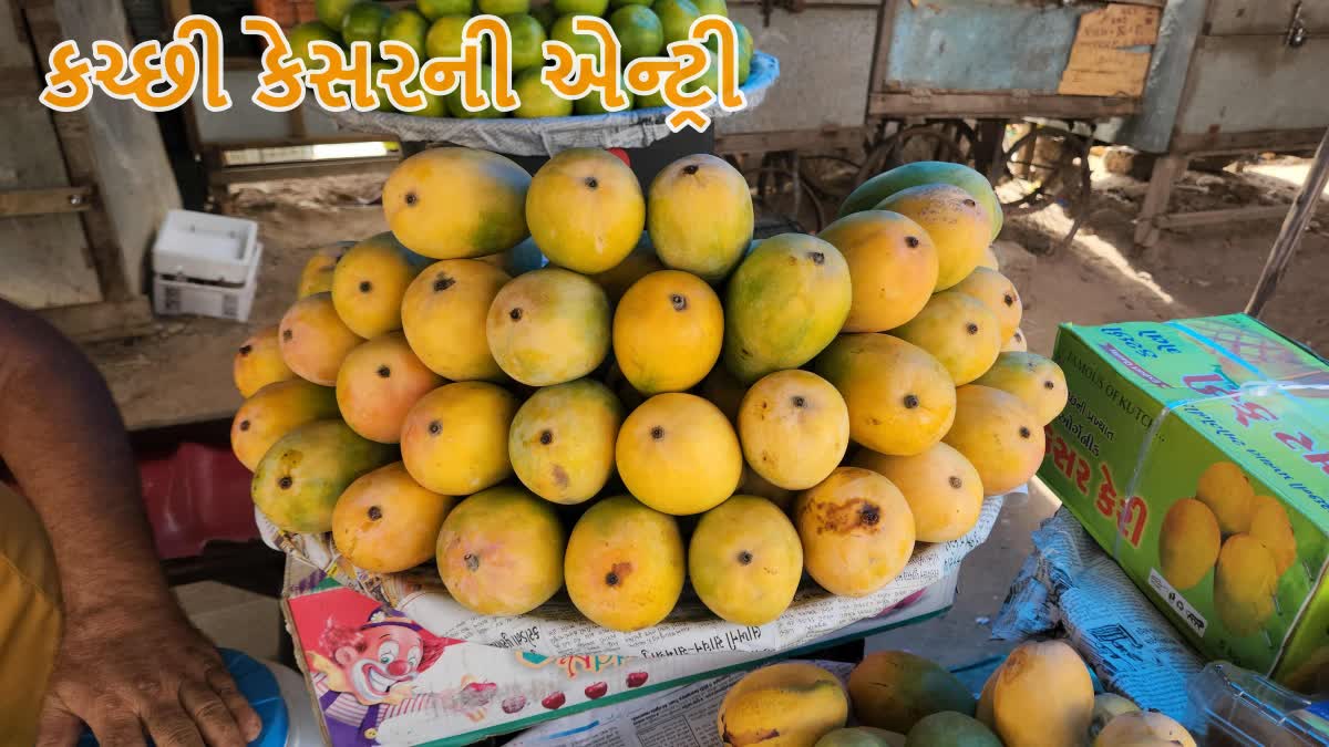 કચ્છી કેસર કેરીની બજારમાં એન્ટ્રી