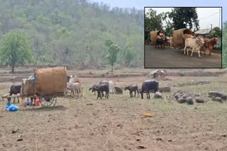 Cattle Owners returned in Melghat due to rainy season