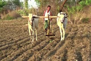 Cotton Farming Started In Telangana