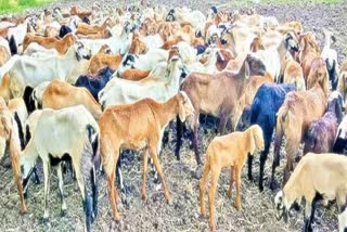 Sheep Distribution Scam in Telangana