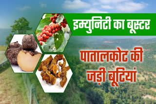 Patalkot herbs immunity booster