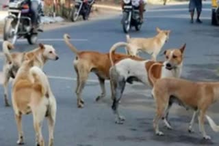 6-Yr-Old Boy Mauled To Death By Dogs In ​​Hyderabad