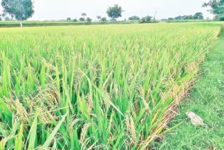 WORLD RICE SUMMIT 2024  TELANGANA HOSTING  ഗ്ലോബൽ റൈസ് സമ്മിറ്റ് 2024  INTERNATIONAL COMMODITIES ORGANIZATION