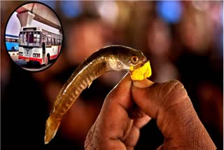 Fish Prasadam in Hyderabad