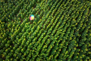 CITY FOREST IN URBAN LOCAL BODY