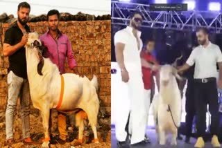 Goatshow in Madhya Pradesh's Bhopal Becomes Centre of Attraction; 'King' Goat Sells for Rs 21 Lakh