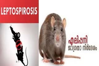 LEPTOSPIROSIS ALERT  LEPTOSPIROSIS PREVENTION KOZHIKODE  കോഴിക്കോട് മഴ ശക്തം  എലിപ്പനി പ്രതിരോധം  പകര്‍വ്യാധികള്‍ക്കെതിരെ ജാഗ്രത നിര്‍ദേശം