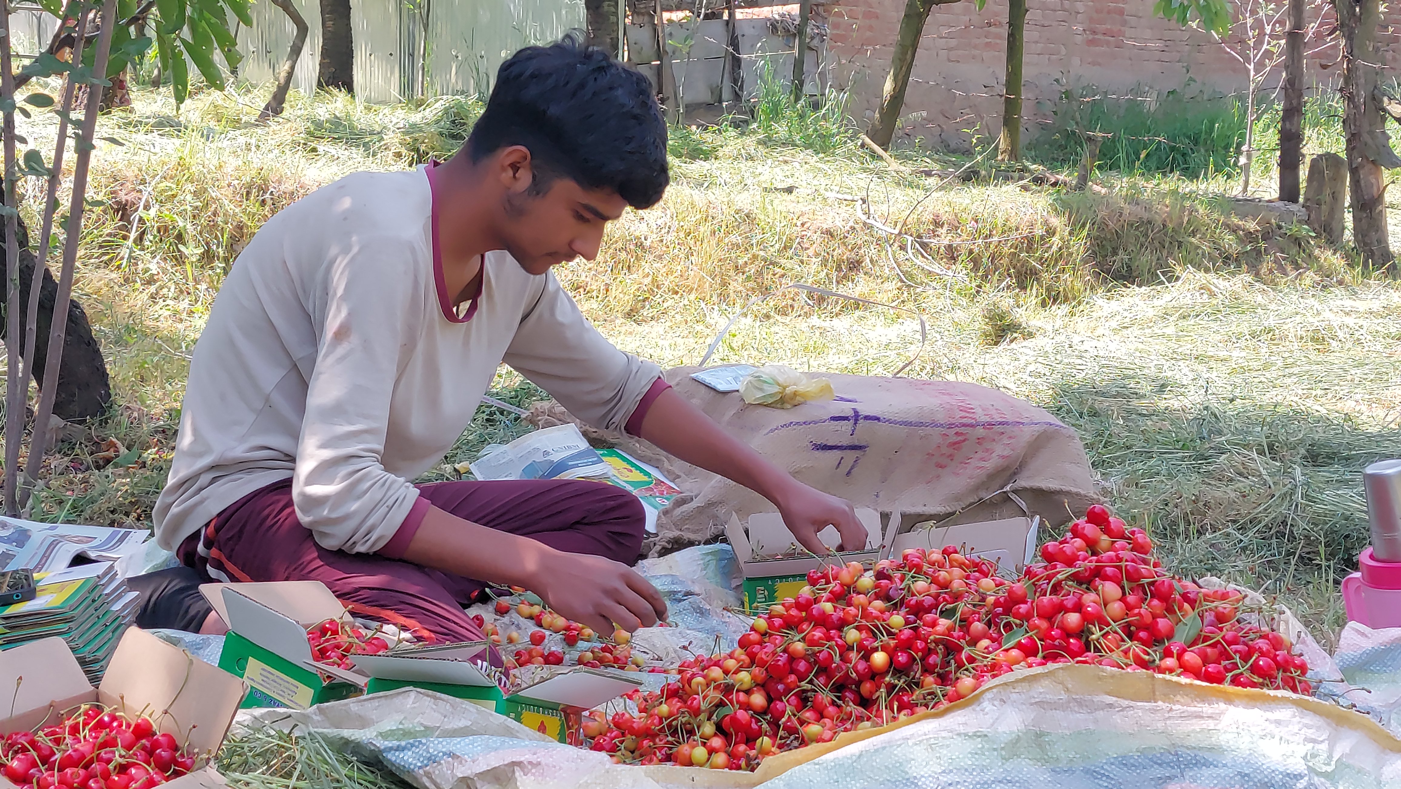 وادی میں چیری پھل ( گیلاس ) کو درختوں سے اُتارنے کا کام جاری