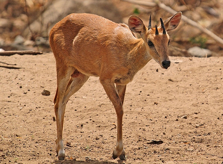 Sagar Four Horned Antelope Spotted