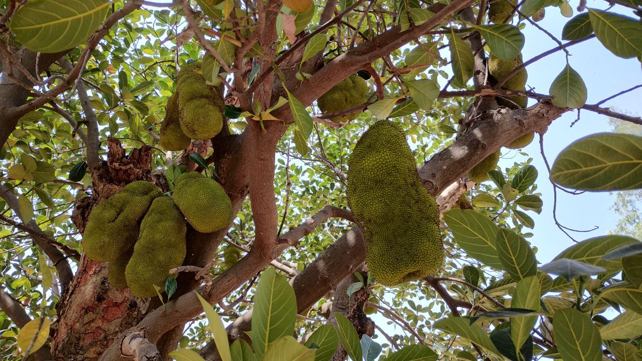 JACKFRUIT EATING BENEFITS