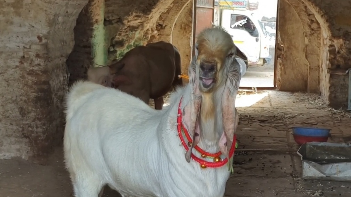 BURHANPUR UNIQUE GOAT