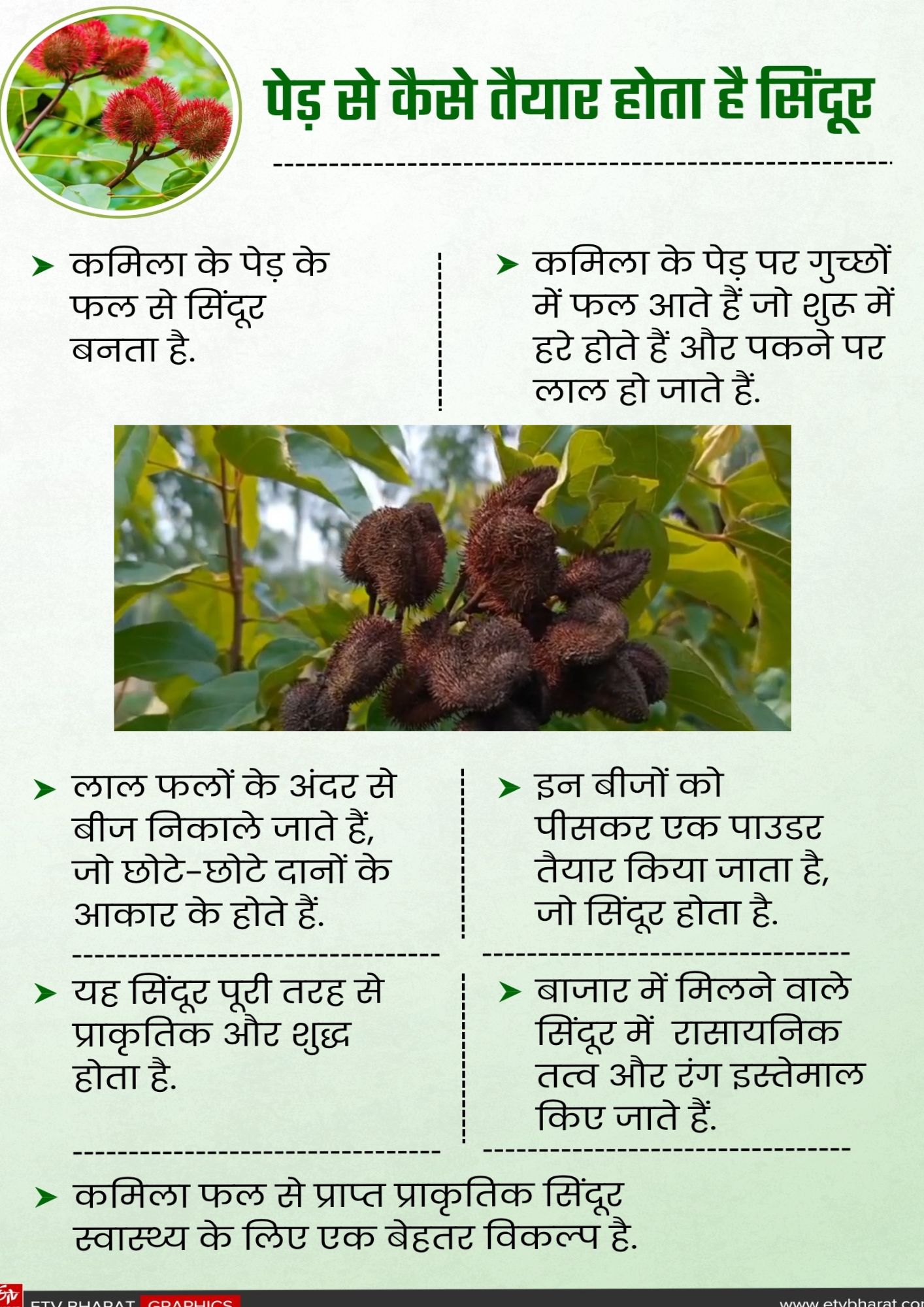 पेड़ से सिंदूर के तैयार होने का प्रोसेस.