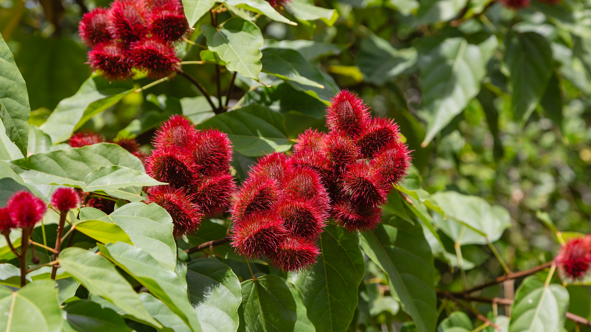 After Operation Sindoor, Modi planted a vermilion plant at the PM residence, know what and how this plant is