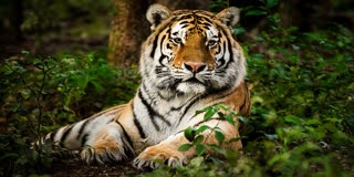 SIDHI TIGER T26 VIDEO