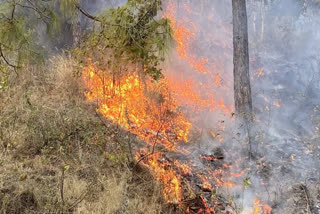 Forest Fire Season Almost Over, But Safety Kits Still Not In Hands Of Uttarakhand Forest Staff