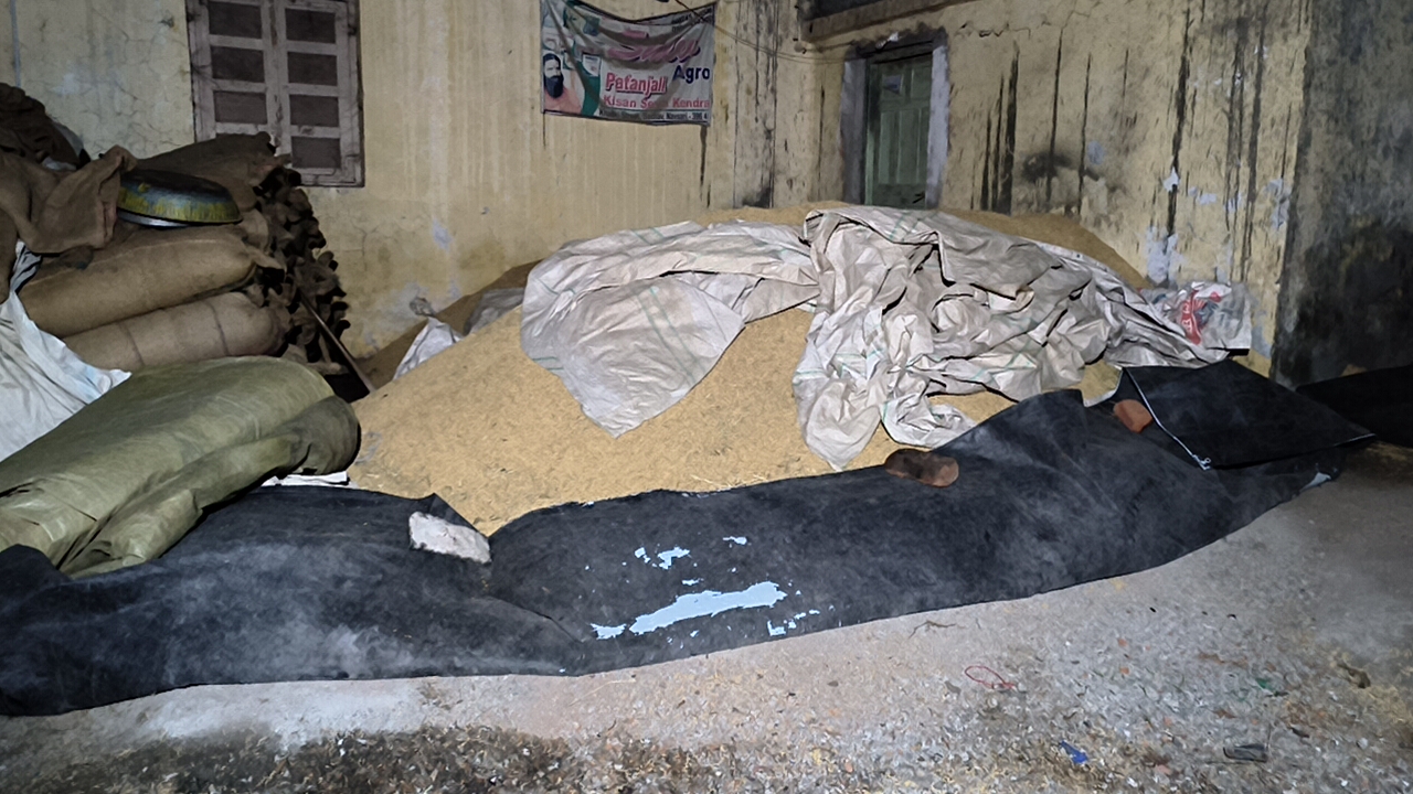 નવસારીમાં ડાંગરના ખેડૂતો ચિંતિત
