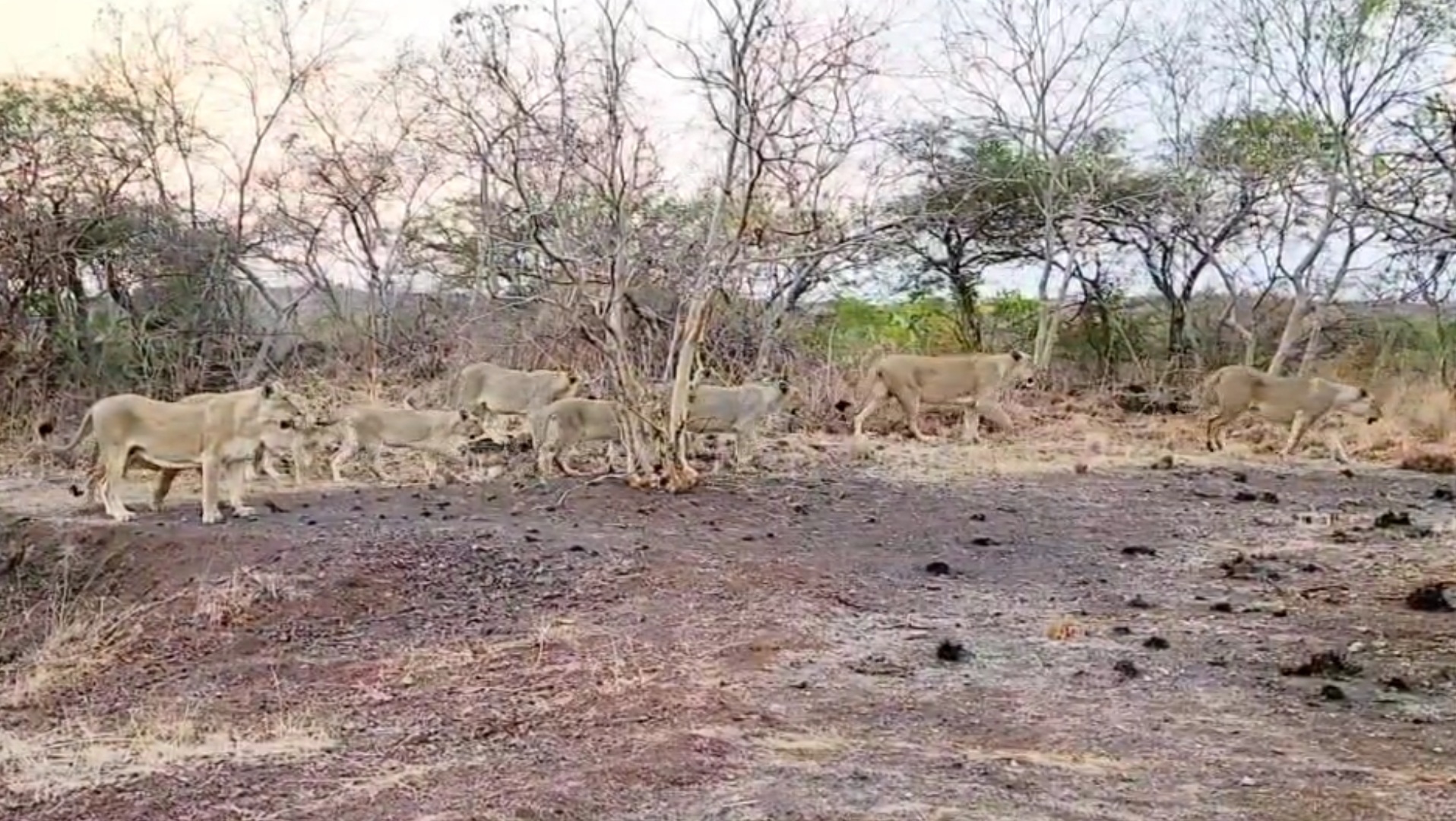 સિંહોનો રાત્રીએ લટાર મારતા વિડીયો થયો વાયરલ
