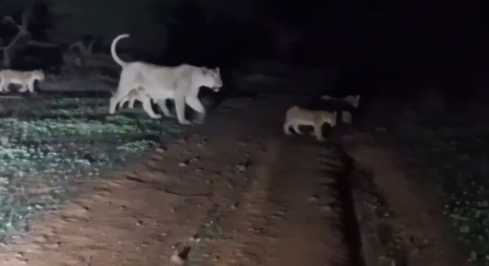 સિંહોનો રાત્રીએ લટાર મારતા વિડીયો થયો વાયરલ