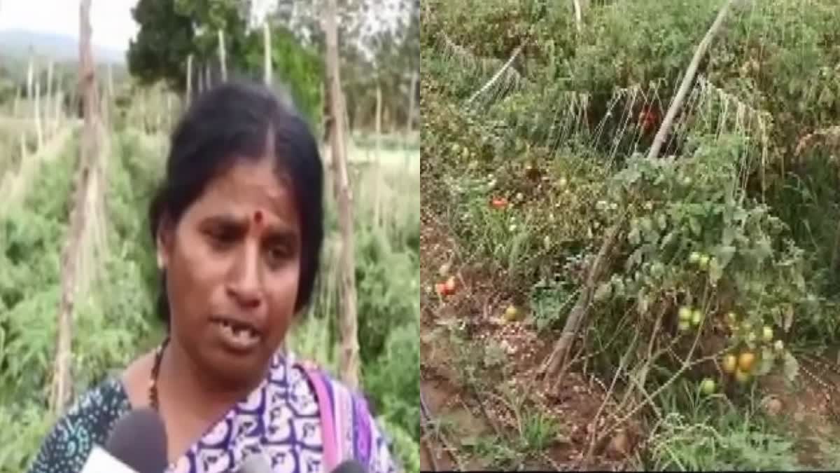 Tomato Stolen In Karnataka