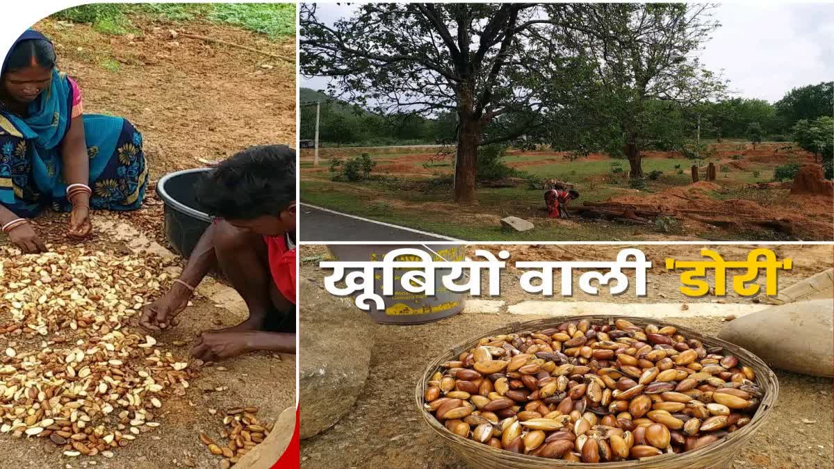 medicinal properties Mahua fruit oil villagers bring to use in Latehar