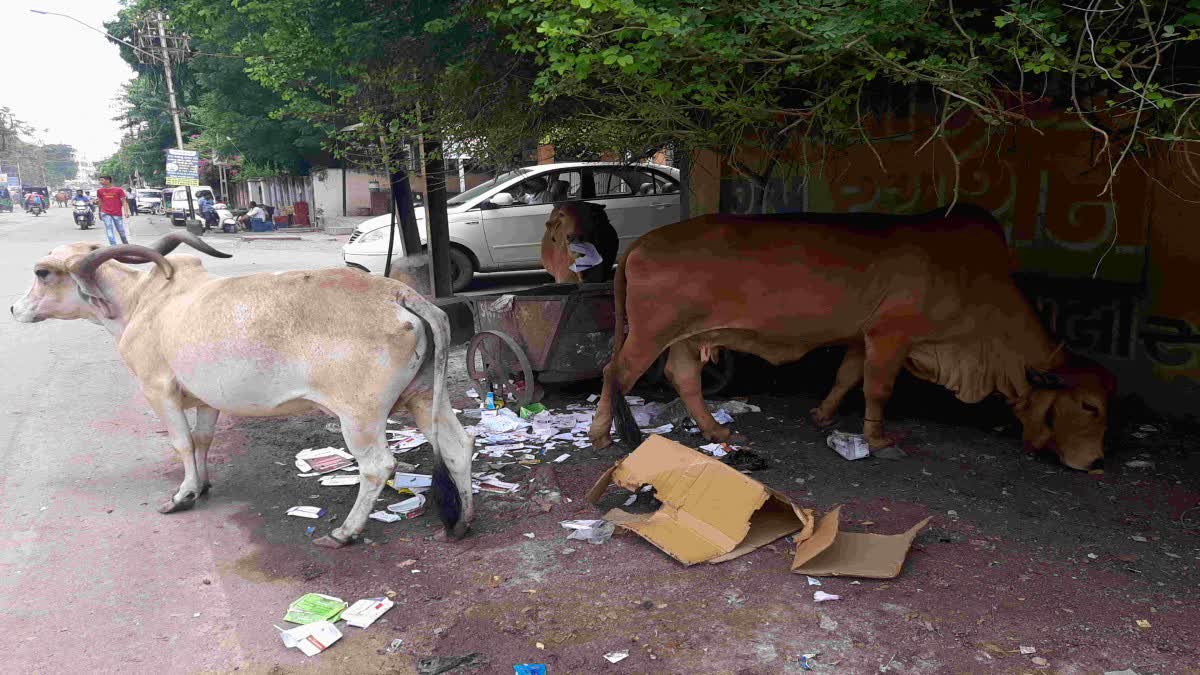 Bhavnagar News : શહેરમાં પ્લાસ્ટિક કચરાનું સામ્રાજ્ય, પ્રજાની જાગૃતિ વગર નિકાલ મુશ્કેલ, તંત્રની અનેક સ્કીમ ફેલ