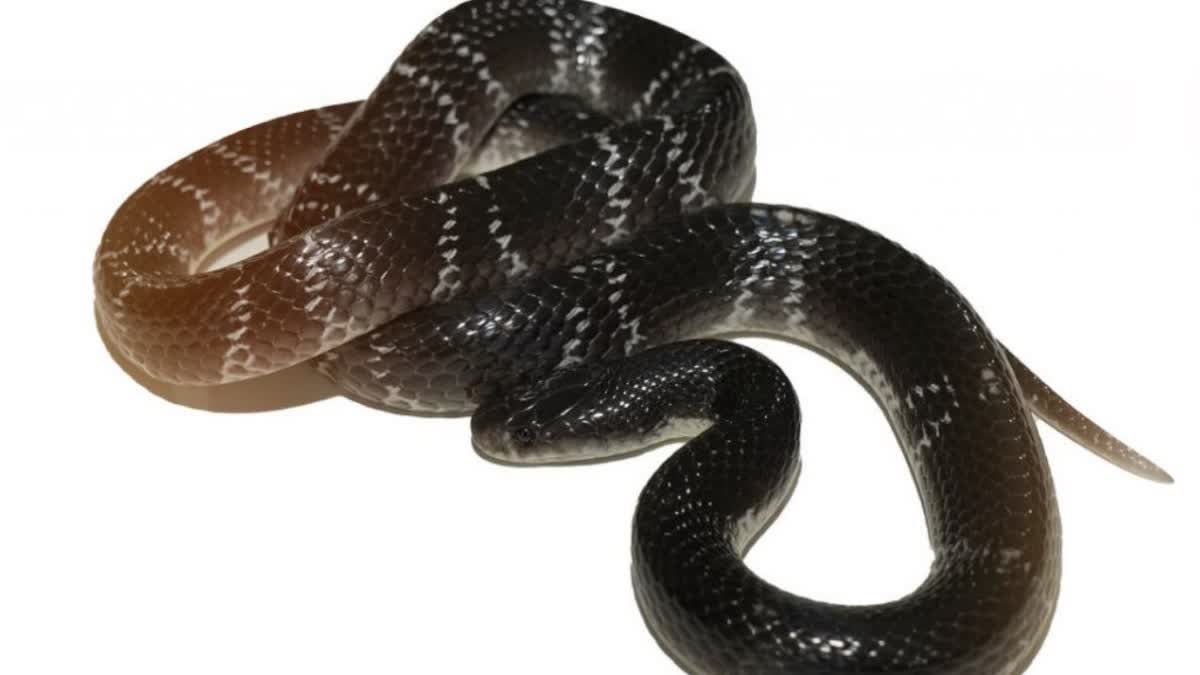 40 black snakes found in Damoh
