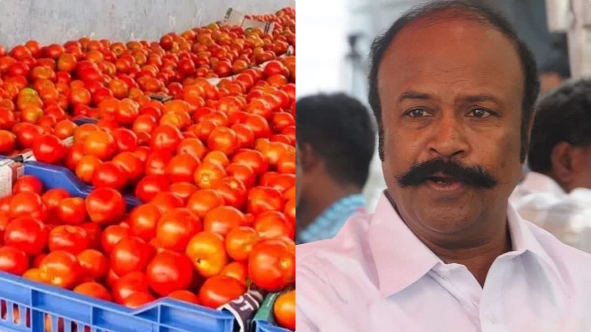 tomato price low