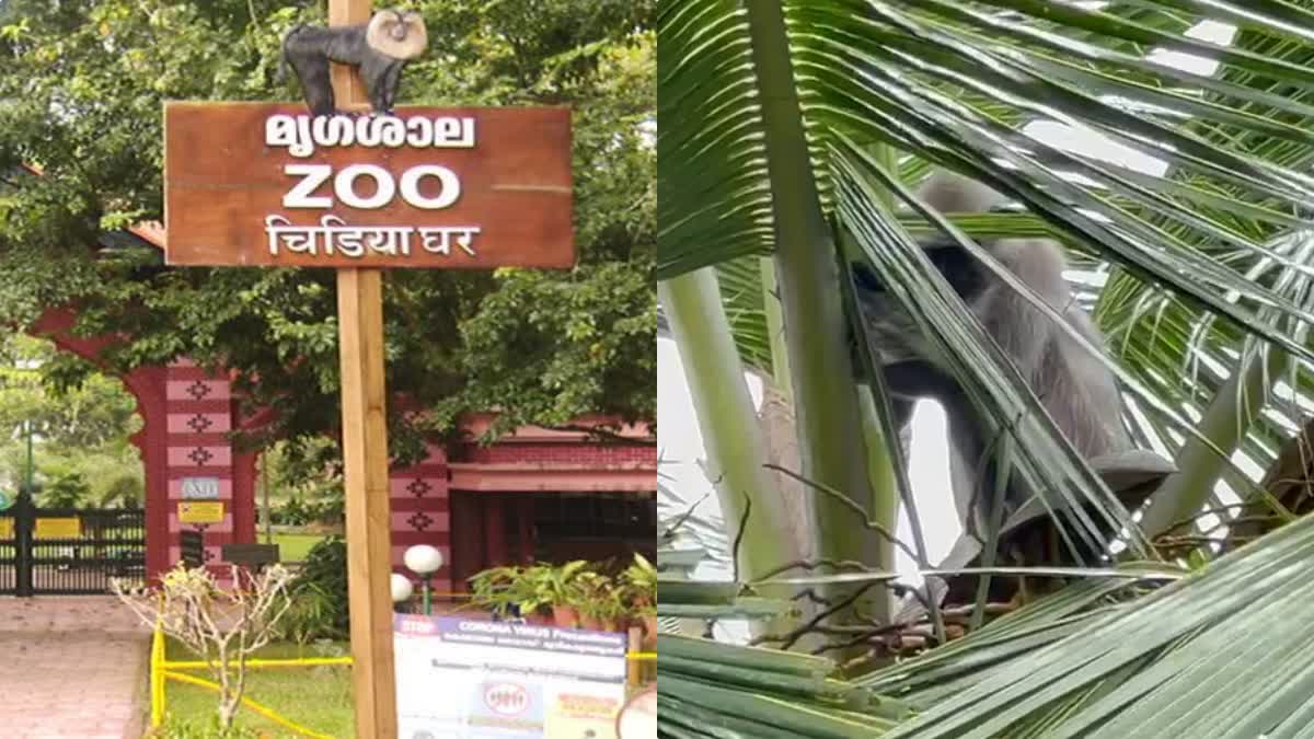 Hanuman langur jumped out of the zoo was caught  Hanuman langur  zoo  Hanuman langur  Hanuman langur was caught  ഒടുക്കം വവലയിലായി  ഹനുമാന്‍ കുരങ്ങിനെ പിടികൂടി