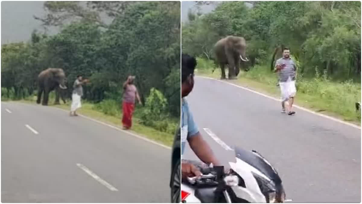 selfie with wild elephant