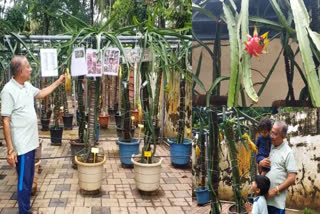 dragon fruit cultivation kannur  kannur native dragon fruit cultivation  dragon fruit cultivation  dragon fruit  അബ്‌ദുൽ റഹ്‌മാൻ  abdul rahman  ഡ്രാഗൺ ഫ്രൂട്ട് കൃഷി  ഡ്രാഗൺ ഫ്രൂട്ട്  കൃഷി അബ്‌ദുൽ റഹ്‌മാൻ  കൃഷി  കണ്ണൂൽ ഡ്രാഗൺ ഫ്രൂട്ട് കൃഷി