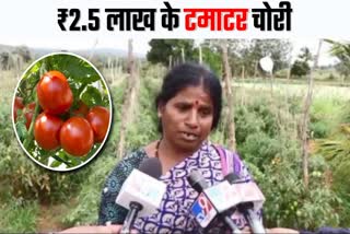 tomato stolen in hassan