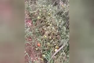 tomatoes theft in Hassan  two lack worth tomatoes theft in Hassan  Hassan  Hassan theft  tomatoes theft  tomatoes theft hassan  Hassan karnataka  തക്കാളി മോഷണം  തക്കാളി  തക്കാളി മോഷണം ഹാസൻ  ഹാസൻ കർണാടക  കർണാടക  കർണാടക തക്കാളി മോഷണം  തക്കാളി കൃഷി