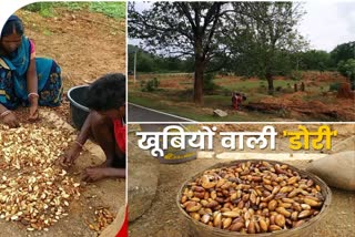 medicinal properties Mahua fruit oil villagers bring to use in Latehar