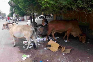 Bhavnagar News : શહેરમાં પ્લાસ્ટિક કચરાનું સામ્રાજ્ય, પ્રજાની જાગૃતિ વગર નિકાલ મુશ્કેલ, તંત્રની અનેક સ્કીમ ફેલ