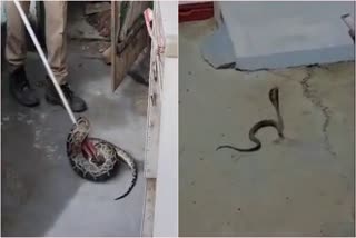 Haridwar snake