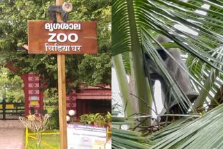 Hanuman langur jumped out of the zoo was caught  Hanuman langur  zoo  Hanuman langur  Hanuman langur was caught  ഒടുക്കം വവലയിലായി  ഹനുമാന്‍ കുരങ്ങിനെ പിടികൂടി