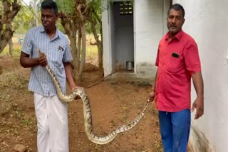 8 feet long python