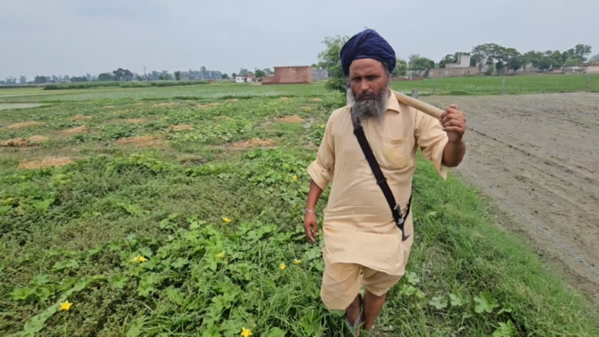 The impact of monsoon hit the farmers, 70 percent of the vegetables planted in the fields were damaged