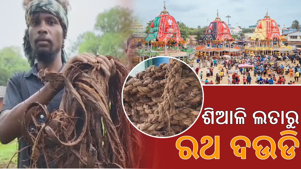 ଏଇଠି ହୁଏ ବିଶ୍ବର ସର୍ବବୃହତ ରଥ; କତା ନୁହେଁ, ଶିଆଳି ଲତାର ଦଉଡିରେ ରଥ ଟାଣନ୍ତି ...