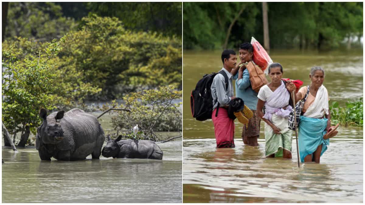 Assam Flood Situation