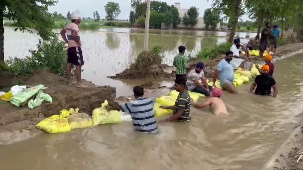 SUBMERGED CROPS DUE BREACH CANAL