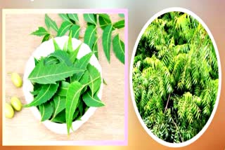 NEEM VERY USEFUL FOR HEALTHY LIFE