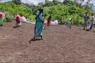 RAGI CULTIVATION  ആടുവിളന്താൻ കുടിയിലെ ആദിവാസി കർഷകർ  ഇടുക്കിയില്‍ റാഗി കൃഷി