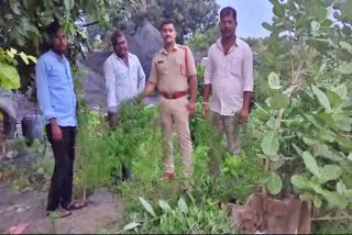 Police Destroyed Ganja Plants in Sangareddy