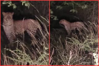 LEOPARD IN MEDAK DISTRICT